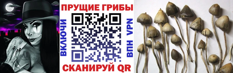 Галлюциногенные грибы Psilocybe  что такое наркотик  Кодинск 
